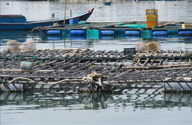 Mô hình nuôi hàu Thái Bình Dương treo dây trên bè nổi khu vực Đầm Nại (huyện Ninh Hải, Ninh Thuận). Ảnh: Nguyễn Thành – TTXVN