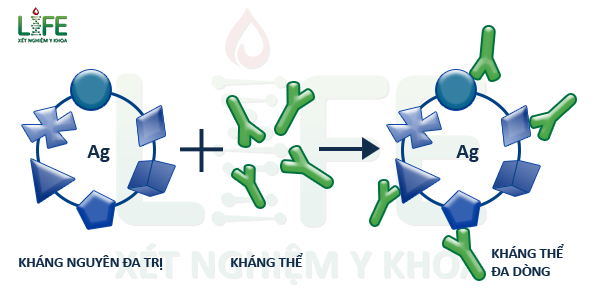 Thử nghiệm giai đoạn 3 và chuyển giao công nghệ sản xuất kháng thể đa dòng XAV-19 điều trị COVID-19