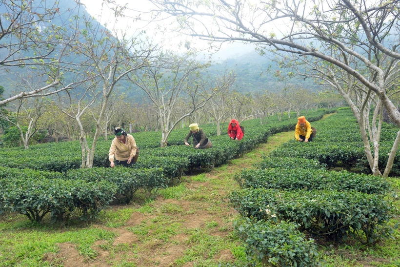 Đồng bào tái định cư Tân Lập hồ hởi đón Tết