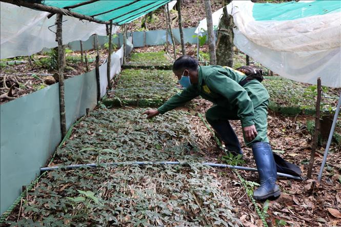 Vườn ươm cây sâm Ngọc Linh tại Công ty Cổ phần sâm Ngọc Linh Kon Tum. Ảnh: Cao Nguyên - TXTVN