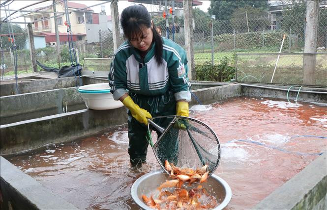 Làng nuôi cá chép đỏ Thủy Trầm nhộn nhịp cho ngày tiễn Táo quân về trời