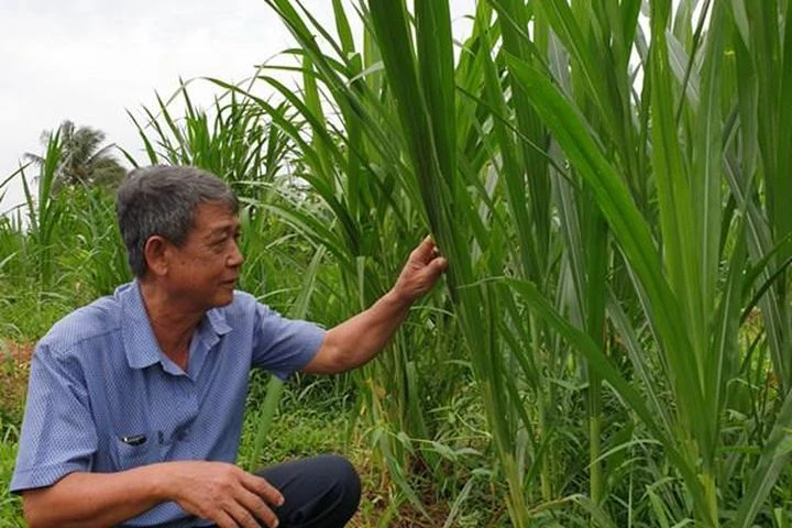 Trà Vinh chuyển hơn 650 ha đất mía sang trồng cỏ nuôi bò cho thu nhập cao