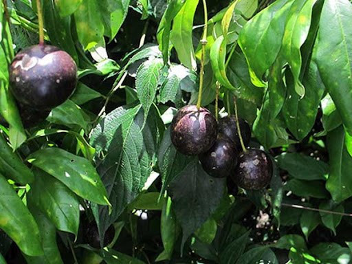 Quả Hổng Châu có thể gây chết người. Nguồn: Sở Y tế Hà Giang