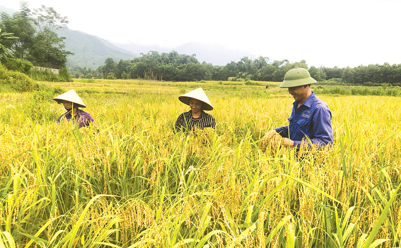 Nếp “Gà Gáy” không được gặt bằng liềm hay máy mà được người dân Mỹ Lung thu hoạch từng bông bằng tay. Ảnh: lmhtx.phutho.gov.vn