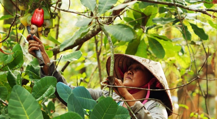 Điều được đầu tư theo hướng hữu cơ đang cho giá trị kinh tế cao tại Bình Phước. Ảnh: binhphuoc.gov.vn
