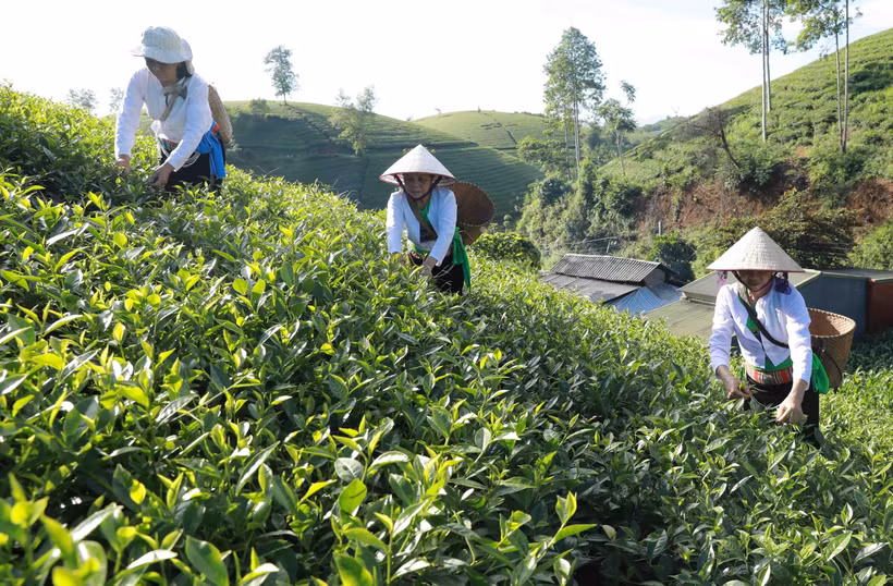Hợp tác xã chè an toàn xã Long Cốc, huyện Tân Sơn có 15 hộ tham gia sản xuất trên diện tích hơn 35 ha, đạt doanh thu 2,2 tỷ đồng/năm. Ảnh: Vũ Sinh – TTXVN