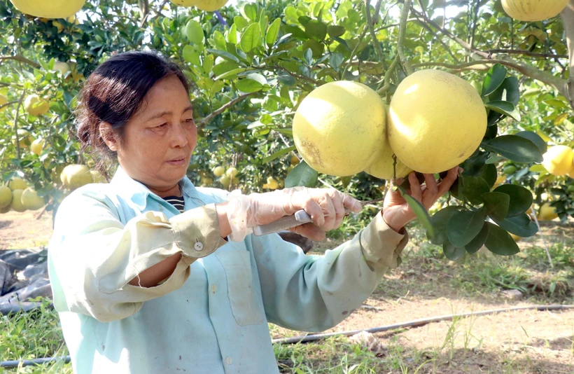 Trồng bưởi theo tiêu chuẩn VietGAP cho hiệu quả cao