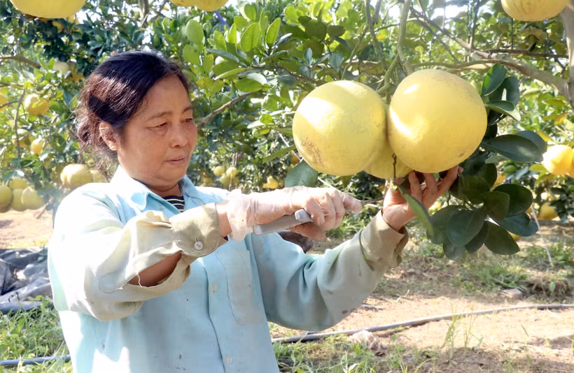 Trồng bưởi theo tiêu chuẩn VietGAP cho hiệu quả cao