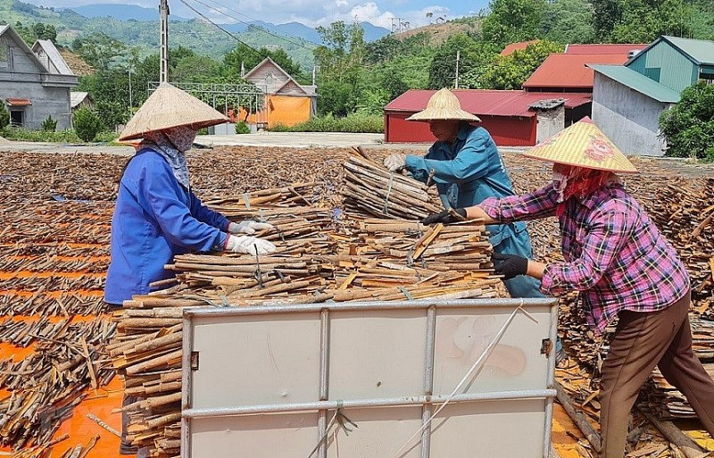 Quế Lào Cai đối mặt với thách thức để phát triển bền vững