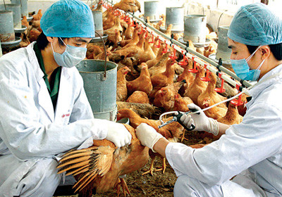 Trà Vinh tập trung tiêm phòng vaccine để phòng, chống dịch bệnh trên gia súc, gia cầm