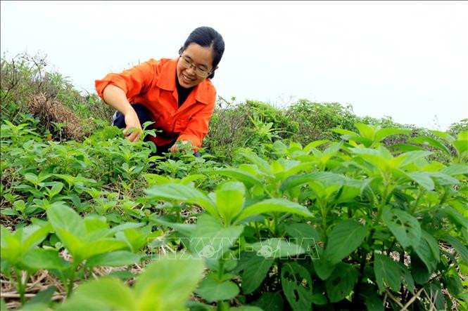 Chị Bùi Thị Duyên thu hoạch cây dược liệu. Ảnh: Thế Duyệt - TTXVN
