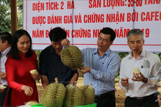 Sắp diễn ra Lễ hội sầu riêng Krông Pắc