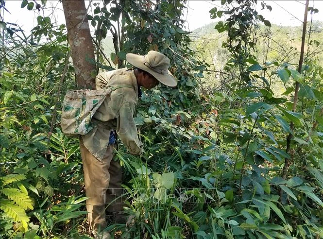 Người dân ở Kon Tum được giao khoán quản lý, bảo vệ rừng phát quang khu vực có nguy cơ xảy ra cháy. Ảnh: TTXVN phát