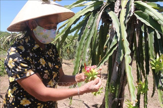 Vườn thanh long của gia đình chị Ngân Thị Quế ở bản Thanh Đào, xã Bồng Khê (Con Cuông, Nghệ An) từ nguồn vốn vay hộ cận nghèo cho thu nhập hàng trăm triệu đồng/năm. Ảnh: Bích Huệ - TTXVN
