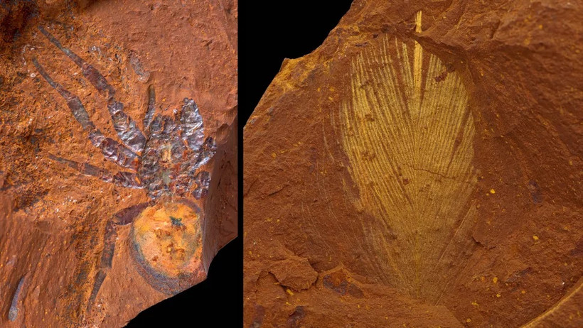 Phát lộ hàng nghìn hóa thạch độc đáo từ kỷ Miocene tại Australia