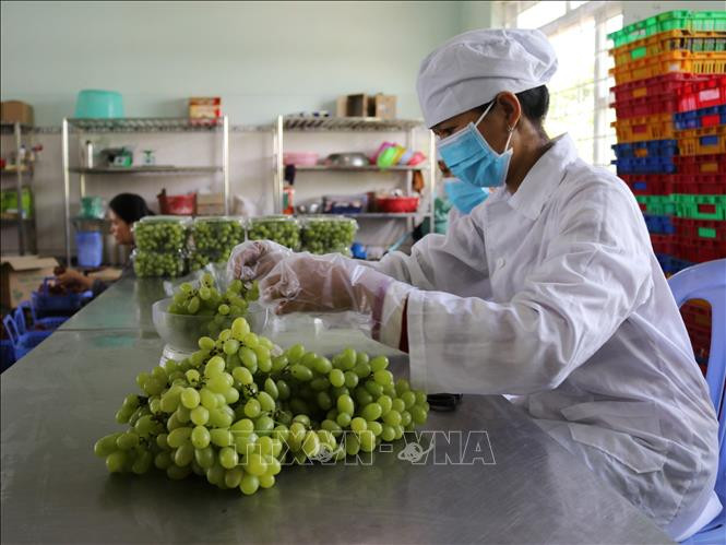 Sơ chế, đóng gói sản phẩm nho xanh tại Công ty TNHH Sản xuất và Thương mại nông sản Thái Thuận – Ninh Thuận (xã Nhơn Sơn, huyện Ninh Sơn) để chuẩn bị đưa lên sàn giao dịch thương mại điện tử. Ảnh: Nguyễn Thành – TTXVN