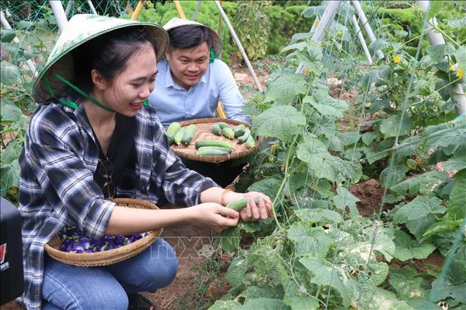 Du khách trải nghiệm du lịch nông trại miệt vườn tại Bến Tre. Ảnh: Huỳnh Phúc Hậu – TTXVN