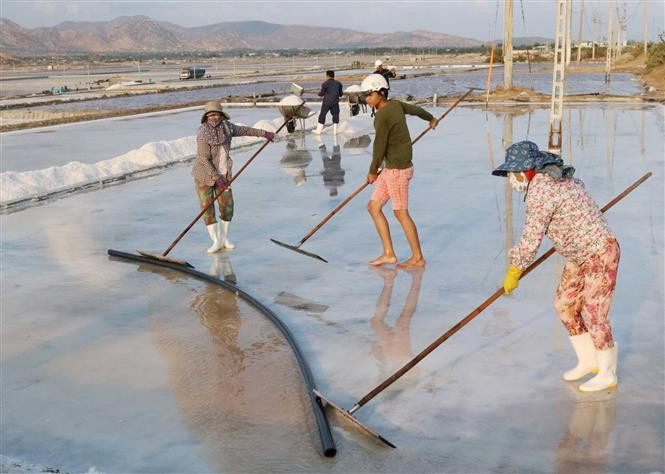 Diêm dân huyện Ninh Hải, Ninh Thuận thu hoạch muối. Ảnh: Nguyễn Thành – TTXVN