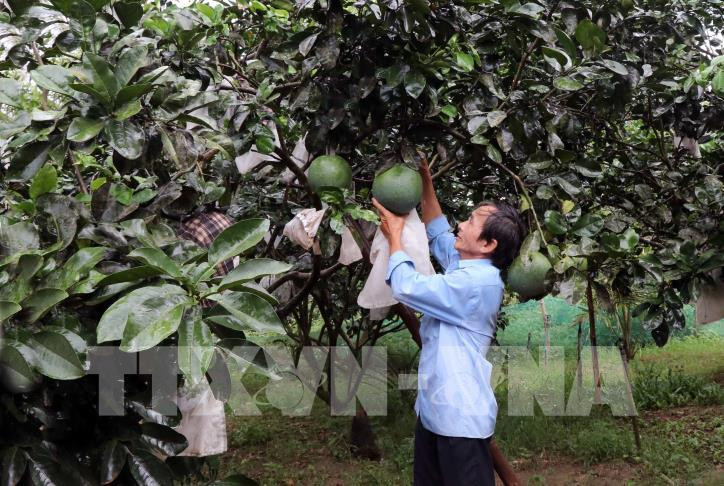 Ứng dụng công nghệ truy xuất nguồn gốc Bưởi Hoài Ân
