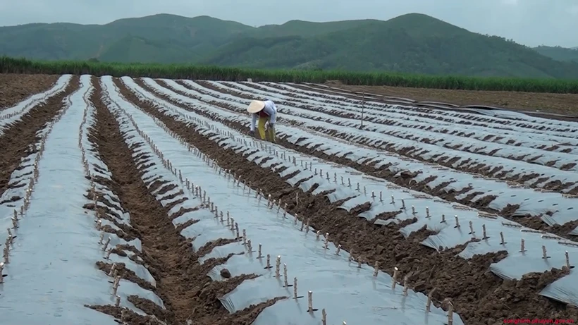 Phú Yên: Trồng sắn phủ bạt cho năng suất cao gấp hơn 2 lần