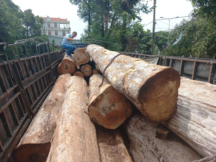 Phát hiện vụ vận chuyển gỗ lậu lớn ở vùng biên Gia Lai