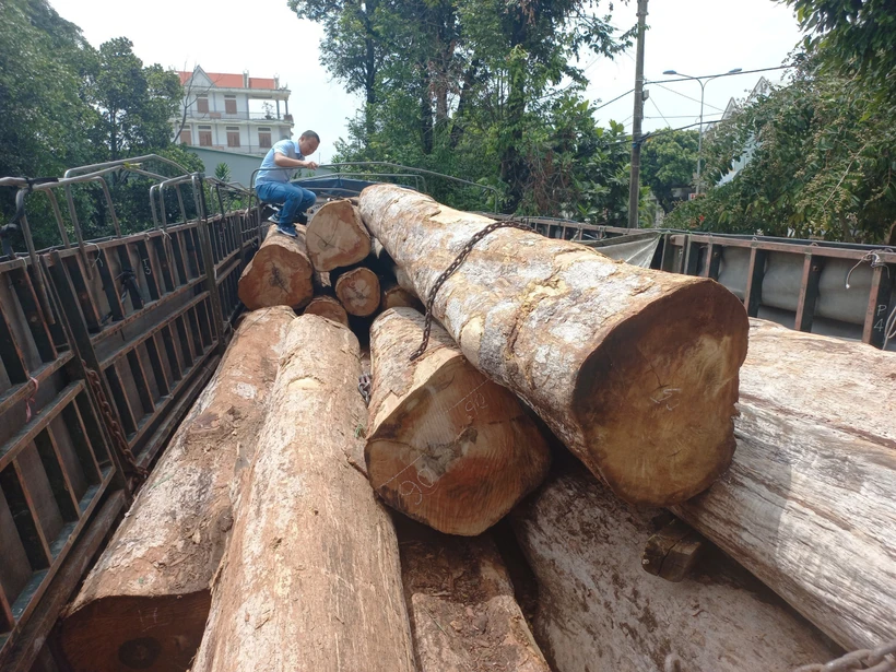 Phát hiện vụ vận chuyển gỗ lậu lớn ở vùng biên Gia Lai