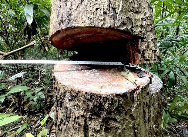 Phạt tù hai đối tượng vi phạm quy định về khai thác, bảo vệ rừng và lâm sản ở Phú Thọ
