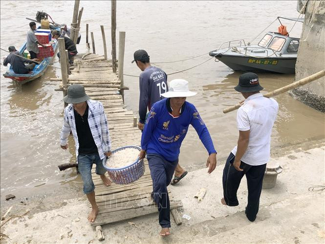 Ngư dân vận chuyển ruốc lên bờ. Ảnh: Chanh Đa-TTXVN