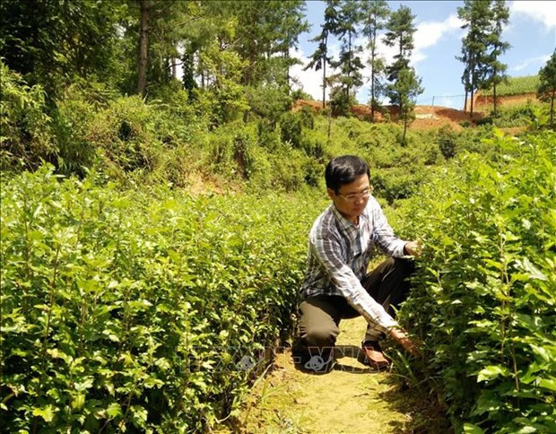 Năm 2020, các địa phương trong tỉnh Yên Bái đã gieo ươm trên 100.000 cây giống các loại. Ảnh: Đức Tưởng - TTXVN