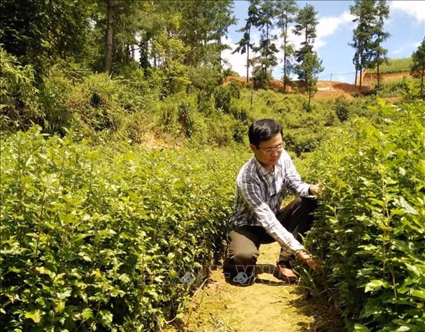 Năm 2020, các địa phương trong tỉnh Yên Bái đã gieo ươm trên 100.000 cây giống các loại. Ảnh: Đức Tưởng - TTXVN