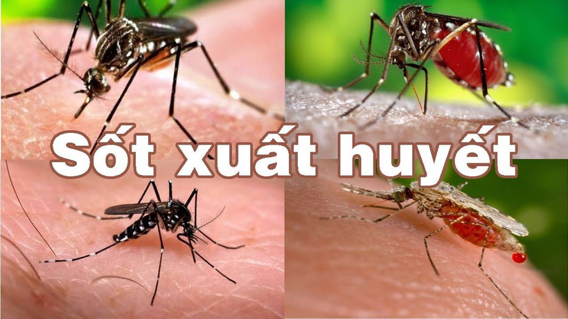 Khuyến cáo người dân Đắk Lắk chủ động phòng, chống sốt xuất huyết