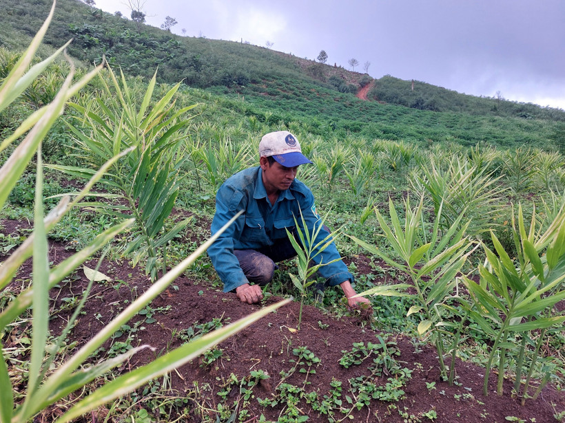 Anh A Nghìn (làng Đăk Mông, xã Đăk Trăm, huyện Đăk Tô, tỉnh Kon Tum) chăm sóc diện tích gừng được chuyển đổi từ diện tích trồng mì kém hiệu quả. Ảnh: Khoa Chương – TTXVN