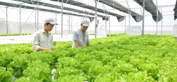 Sản xuất nông nghiệp theo hướng kinh tế tuần hoàn