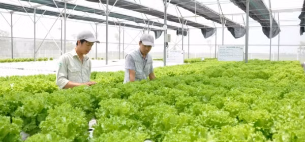 Sản xuất nông nghiệp theo hướng kinh tế tuần hoàn