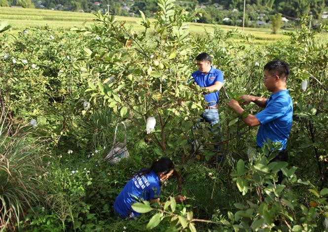Nhờ tiếp cận nguồn vốn ưu đãi, đoàn viên thanh niên đã mạnh dạn thành lập Hợp tác xã Thanh niên tại xã Hua Nà để chuyển đổi cơ cấu cây trồng tạo bước đột phát làm thay đổi tư duy của người dân về phát triển nông nghiệp đồng thời tạo việc làm ổn định cho n