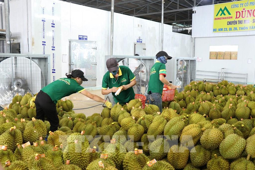 Đắk Lắk: Để “hương sầu riêng” thực sự bay xa