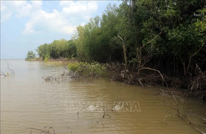 Rừng phòng hộ tại thị trấn Cái Đôi Vàm, huyện Phú Tân đang dần bị biển "nuốt chửng". Ảnh: Huỳnh Anh - TTXVN