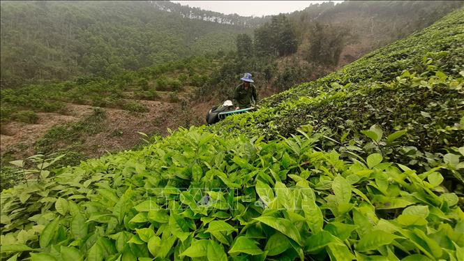 Yên Bái cơ cấu các vùng sản xuất chè gắn với chế biến
