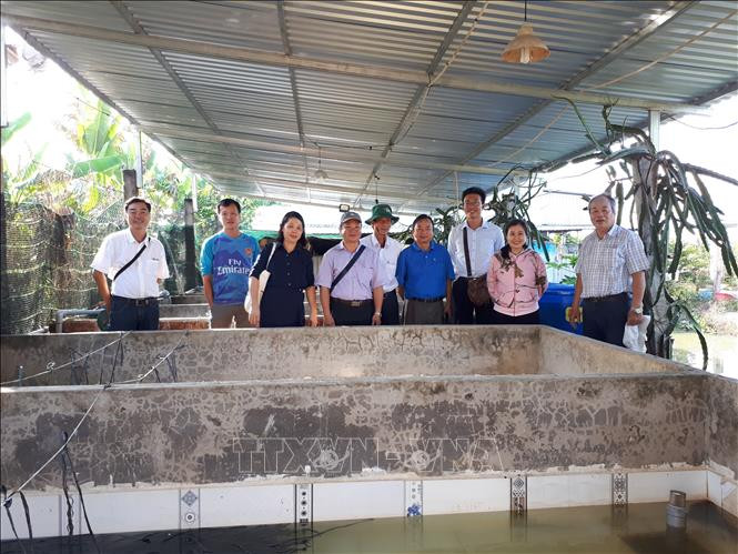 Hiệu quả từ nuôi thâm canh lươn đồng theo công nghệ tuần hoàn nước ở Cần Thơ