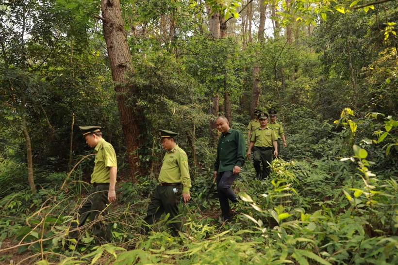 Chi cục Kiểm lâm Vĩnh Phúc tổ chức tuần tra, bảo vệ tại khu rừng phòng hộ xã Minh Quang, huyện Bình Xuyên. Ảnh: Vũ Sinh – TTXVN
