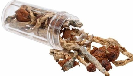 Nghiên cứu chất tạo ảo giác trong nấm giúp cai nghiện rượu, thuốc lá