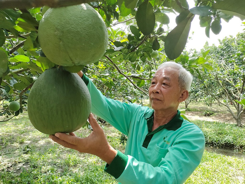 Ông Hồ Văn Lời ngụ xã Tam Phước, huyện Châu Thành,Bến Tre vui mừng trái bưởi trên mảnh vườn đủ điều kiện xuất khẩu sang Mỹ. Ảnh: Chương Đài - TTXVN