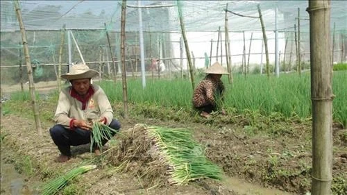 Gia đình ông Thạch Vơ, xã Đôn Xuân (Duyên Hải, Trà Vinh) thoát nghèo nhờ được vay vốn chuyển đổi cây trồng cho thu nhập từ 80 đến 100 triệu đồng/năm. Ảnh: Thanh Hòa - TTXVN