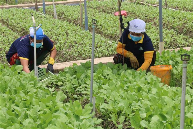 Ứng dụng công nghệ nâng cao hiệu quả trồng màu