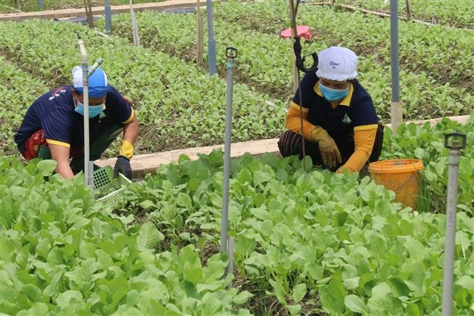 Ứng dụng công nghệ nâng cao hiệu quả trồng màu