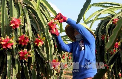 Cơ cấu lại nông nghiệp: Gắn với chế biến, thị trường
