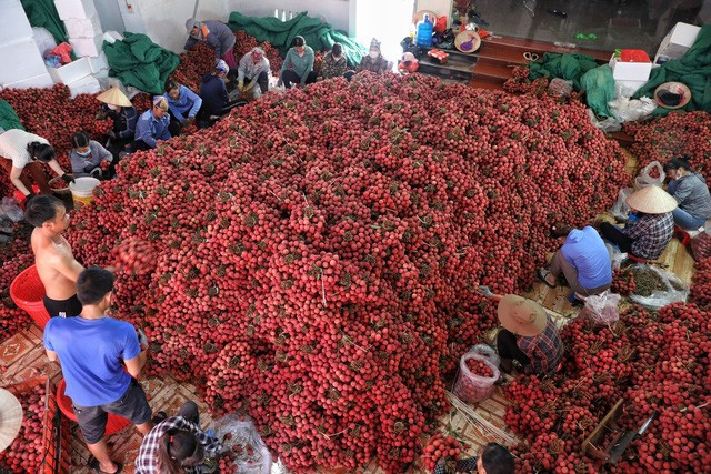 Vải thiều chính vụ được thu mua tại một điểm cân ở Phố Kim, huyện Lục Ngạn (Bắc Giang). Ảnh: TTXVN