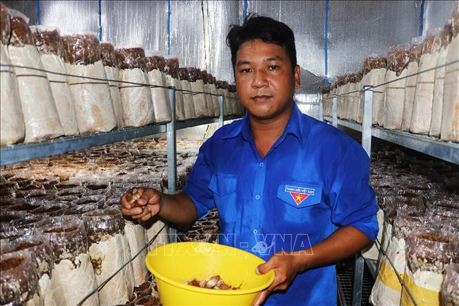 Anh Trần Quốc Bảo thu hoạch nấm mối đen. Ảnh: Hữu Chí – TTXVN 