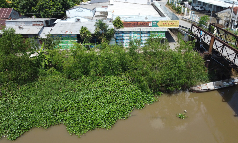 “Kè xanh”giữ đất, phòng sạt lở hiệu quả