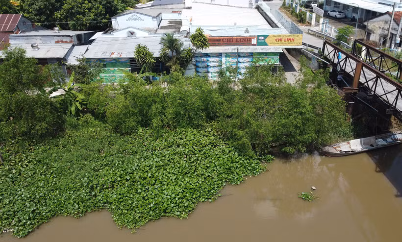 “Kè xanh”giữ đất, phòng sạt lở hiệu quả